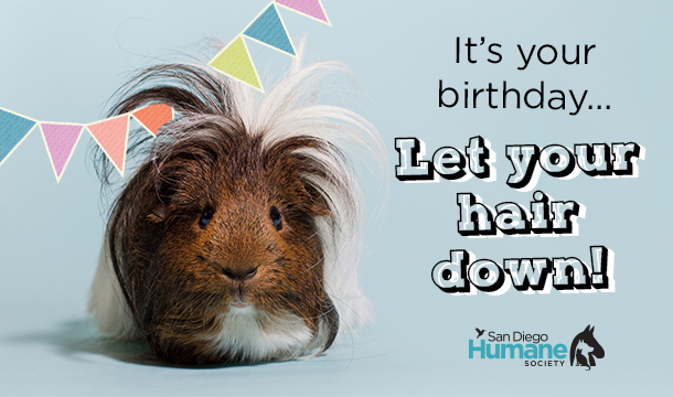 ecard birthday guinea pig