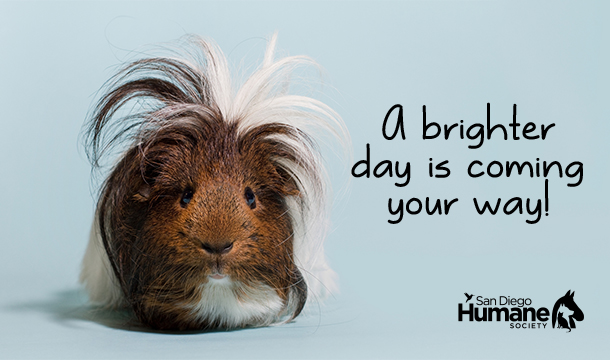 encouragement guinea pig