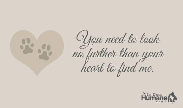 pet loss ecard heart and paws