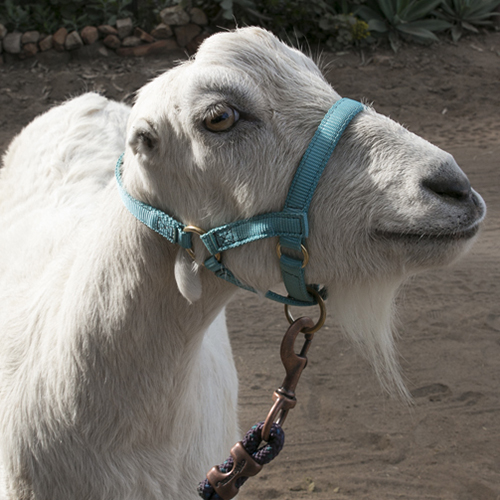 San Diego Humane Society - Congrats to our hometown team! The San