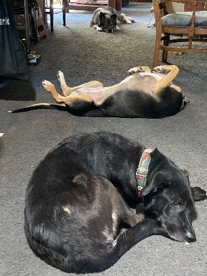 Team Wonder Puppies resting up for the big day