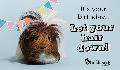 E-Card: Birthday Guinea Pig