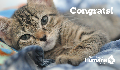 E-Card: Congrats Kitten