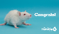 E-Card: Congrats Rat