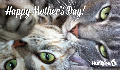 E-Card: Mother's Day Cat