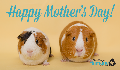E-Card: Mother's Day Guinea Pigs